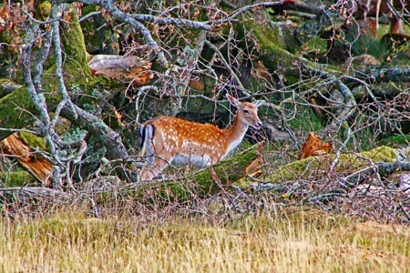 Petworth Deer Park, West Sussex